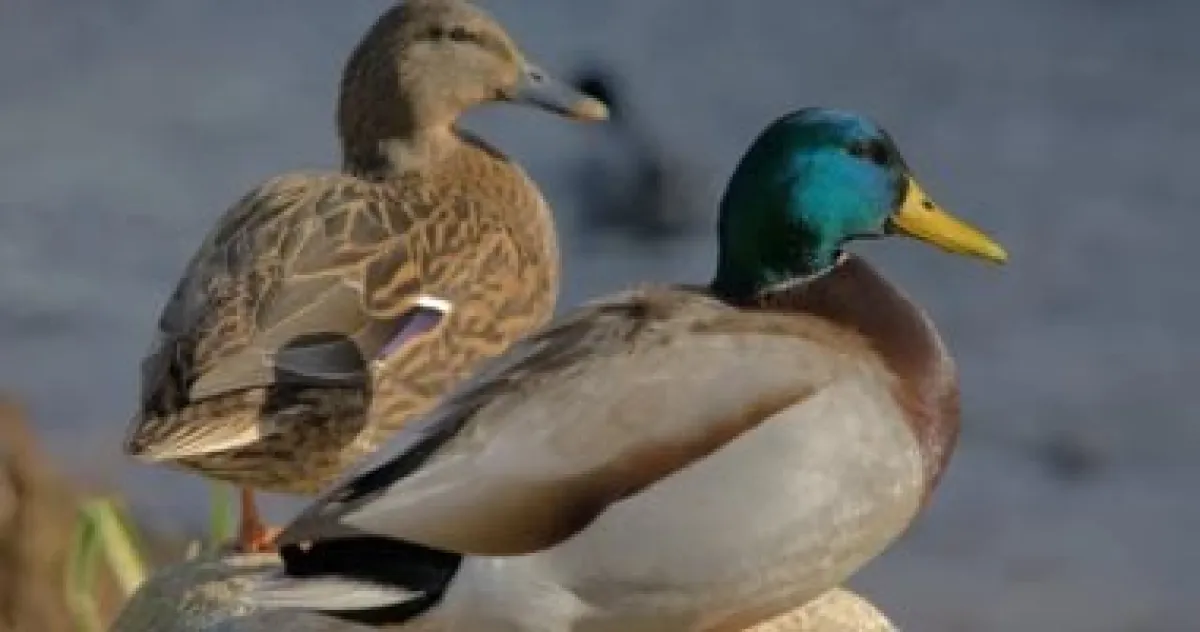 ذكاء اصطناعي يراقب "مزاج" البط: تقنية جديدة لقياس الإجهاد